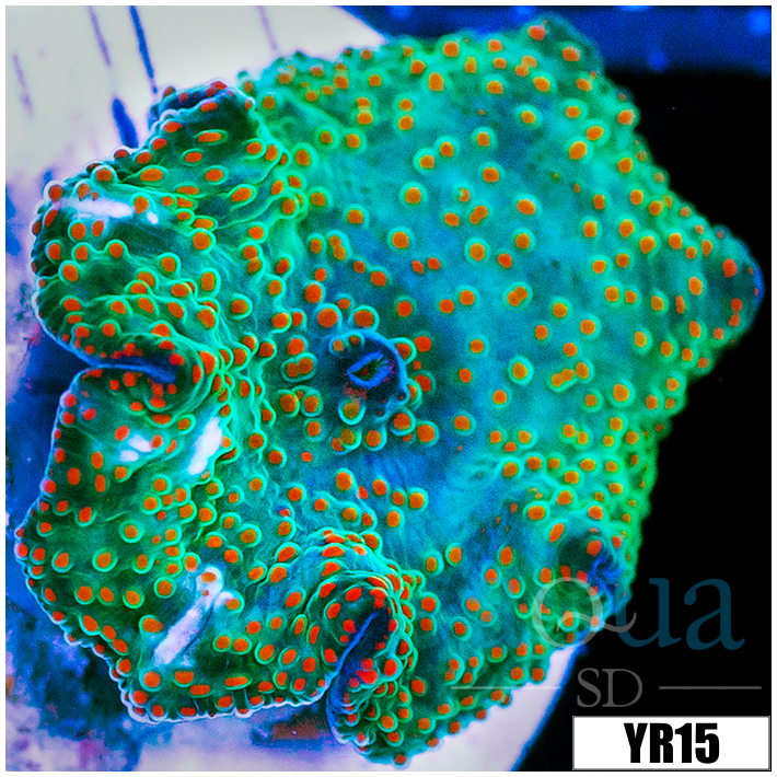 Chicken Pox Discosoma Mushroom
