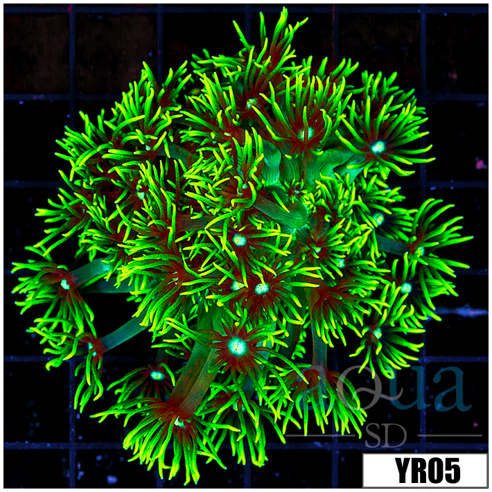Golf Ball Goni Colony