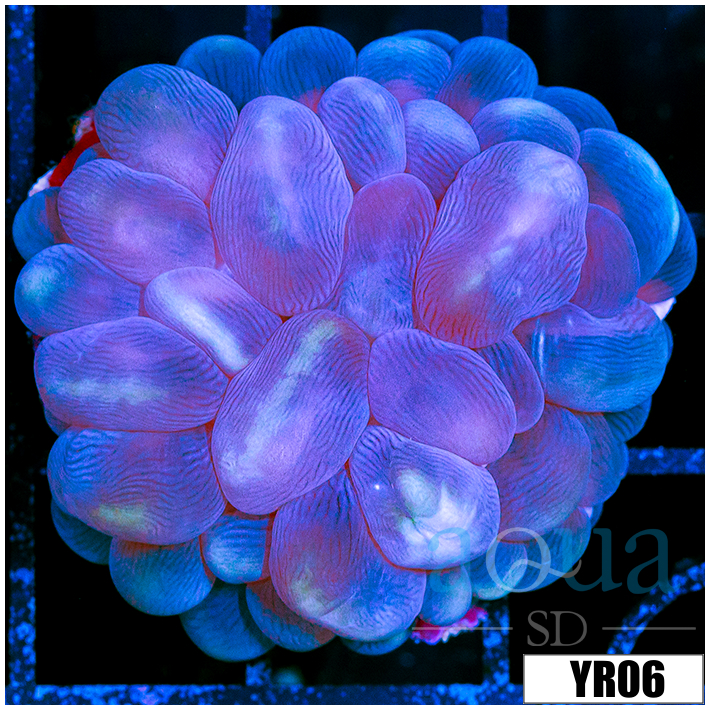 Aussie Purple Bubble Coral