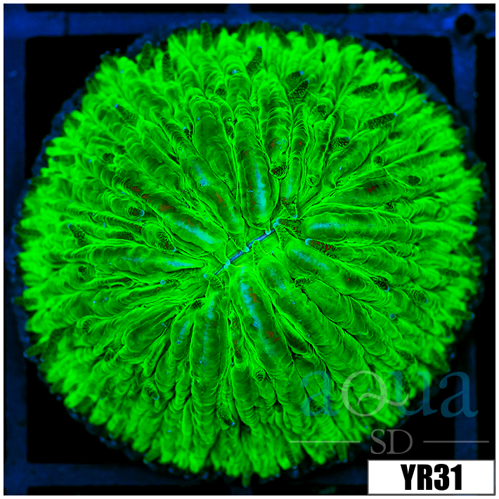 Nuclear Helmet Plate Coral