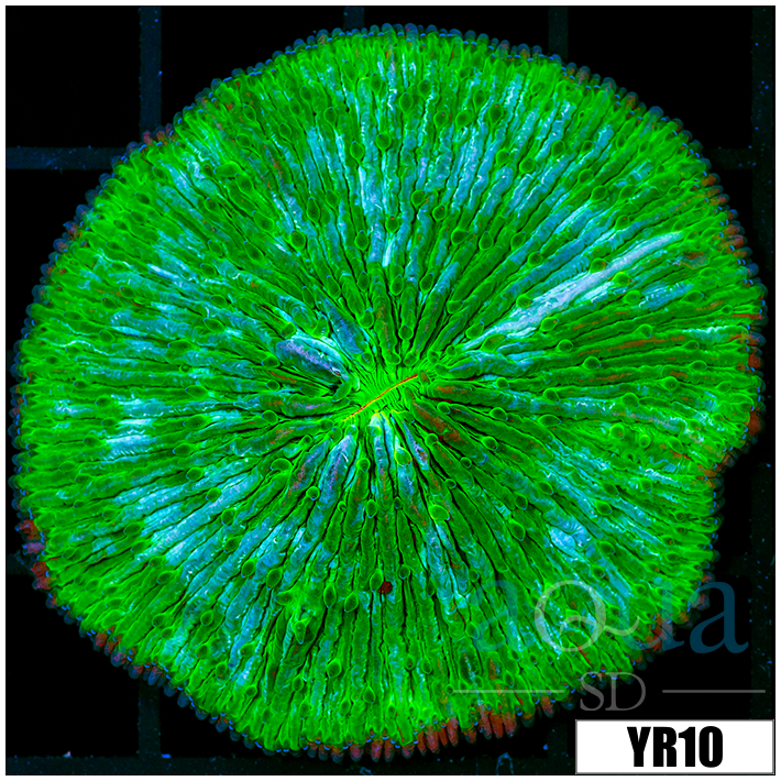 Nuclear Plate Coral