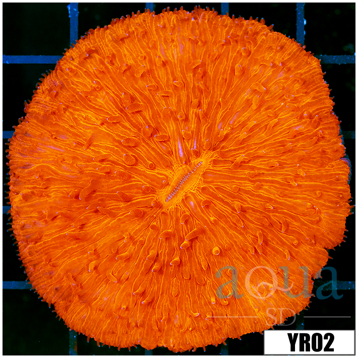 ASD Orenji Eye Plate Coral