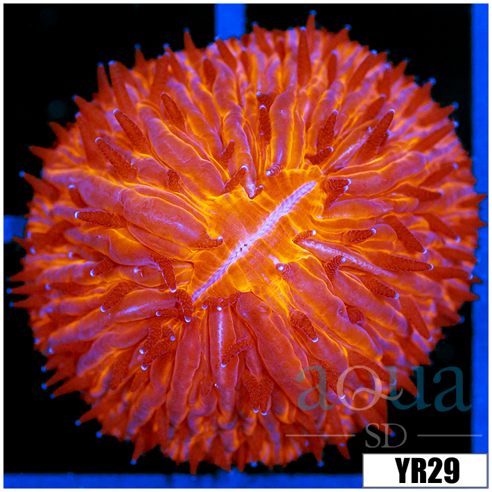 Orenji Eye Helmet Plate Coral