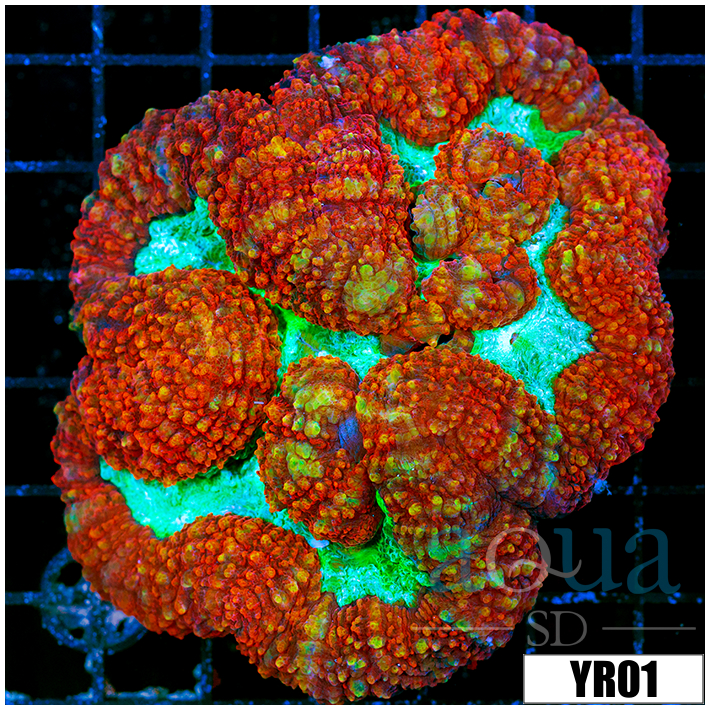 Lava Rim Symphyllia