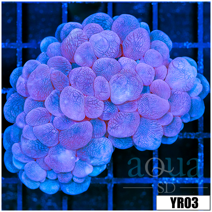 Aussie Purple Bubble Coral