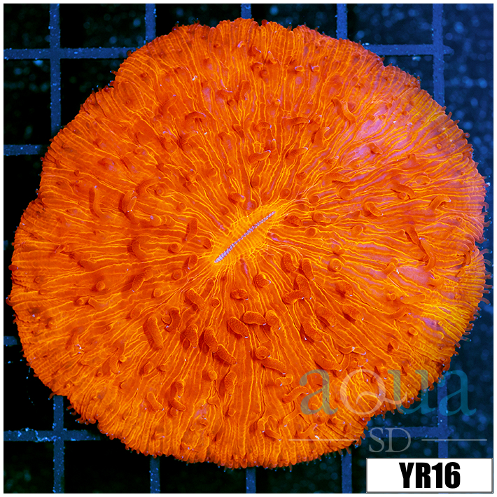 ASD Orenji Eye Plate Coral