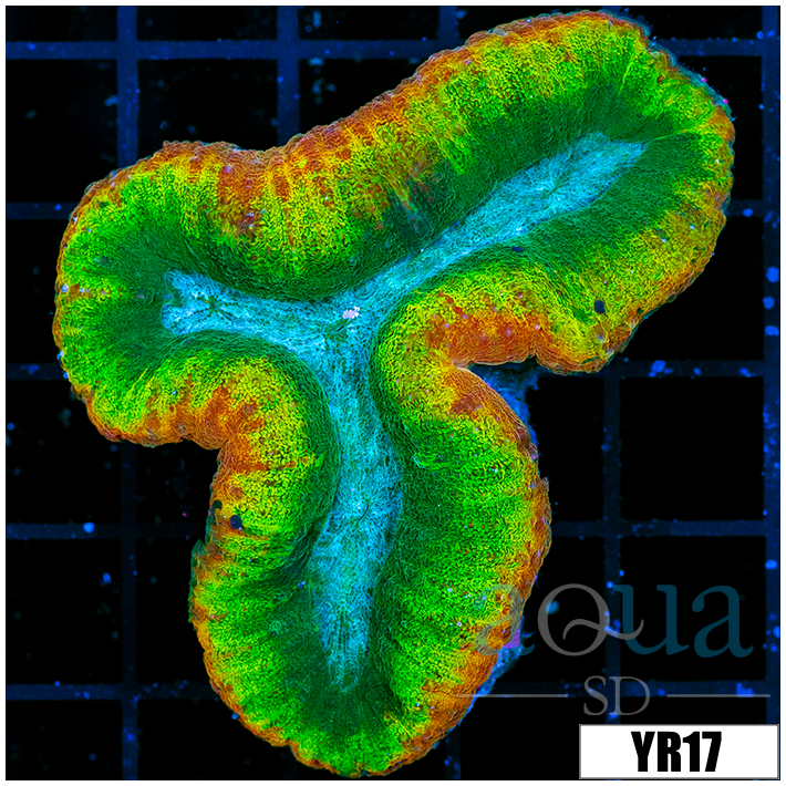 Aussie Leprochaun Lobophyllia