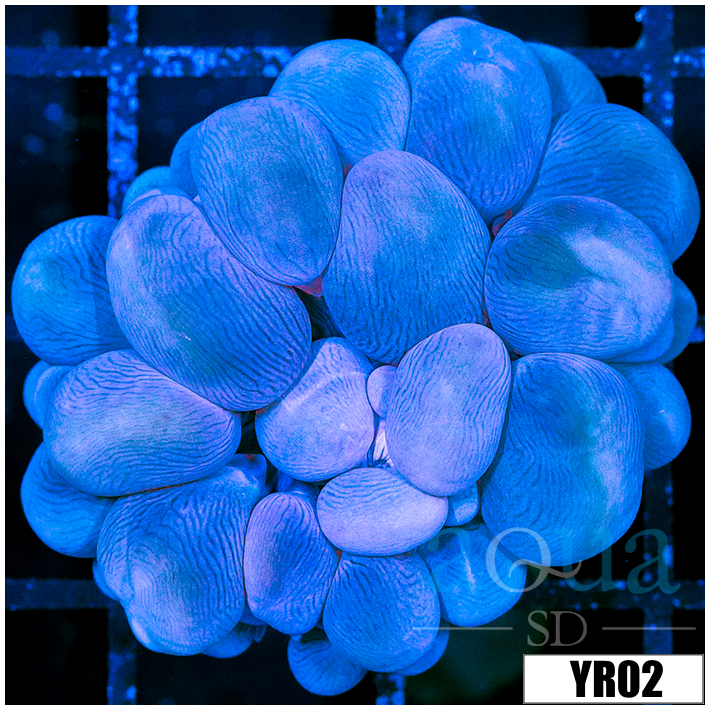 Aussie Purple Bubble Coral