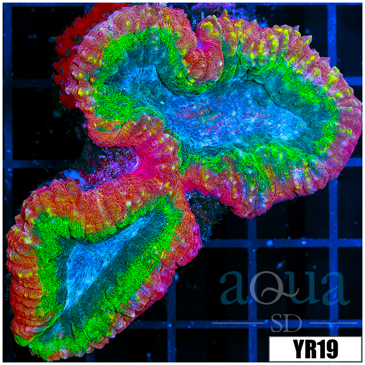 Aussie Bubble Gum Rim Lobophyllia