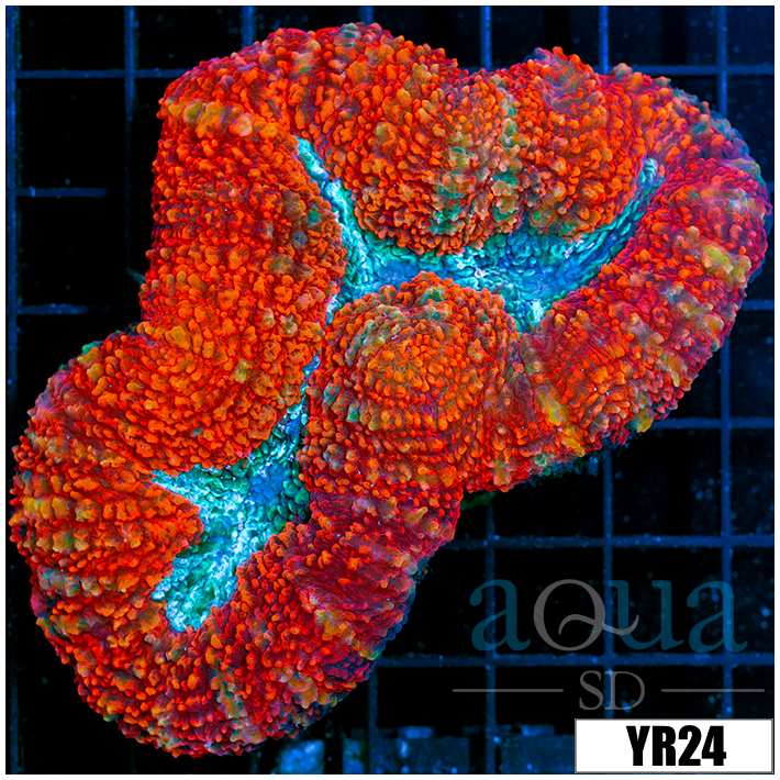 Lava Rim Symphyllia