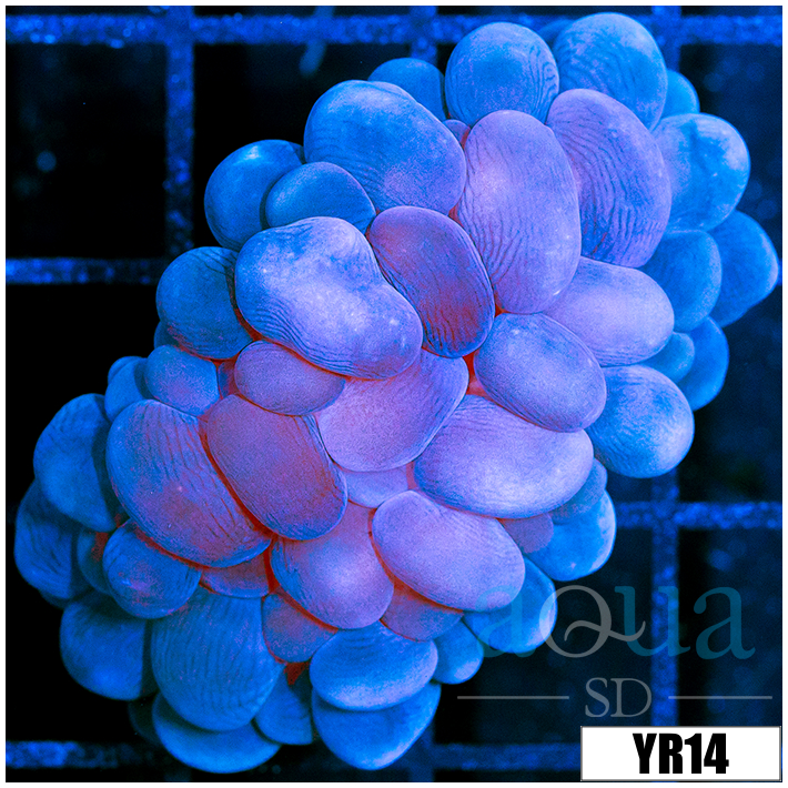 Aussie Purple Bubble Coral