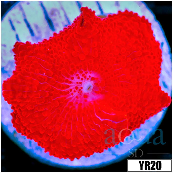 Deadpool Discosoma