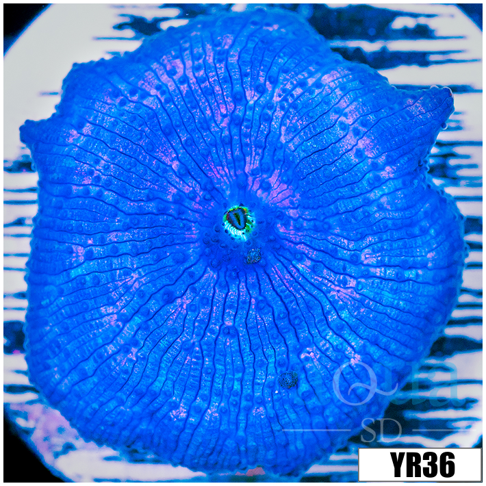 Aussie Blue Man Discosoma Mushroom