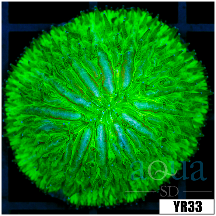 Nuclear Helmet Plate Coral