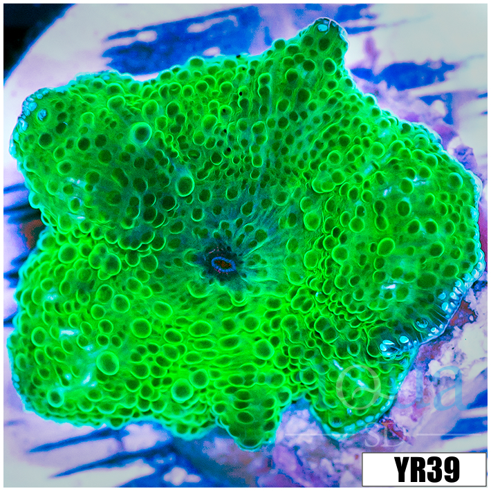 Nuclear Discosoma Mushroom
