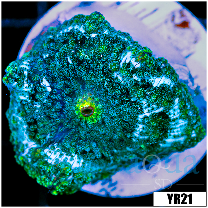 Aussie Snowstorm Discosoma Mushroom