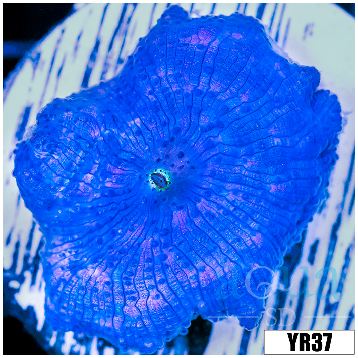 Aussie Blue Man Discosoma Mushroom