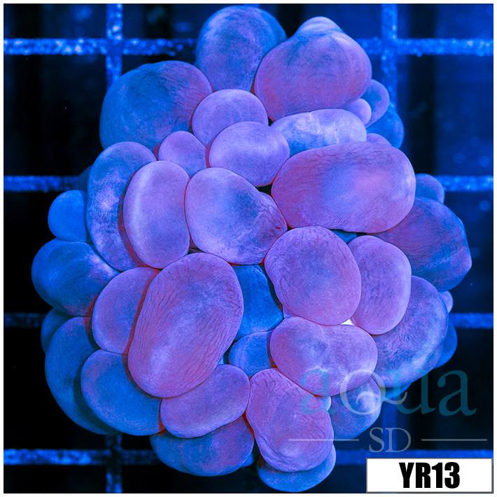 Aussie Purple Bubble Coral