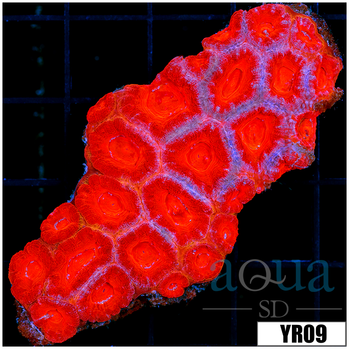 Aussie Orange Acan Lord Colony