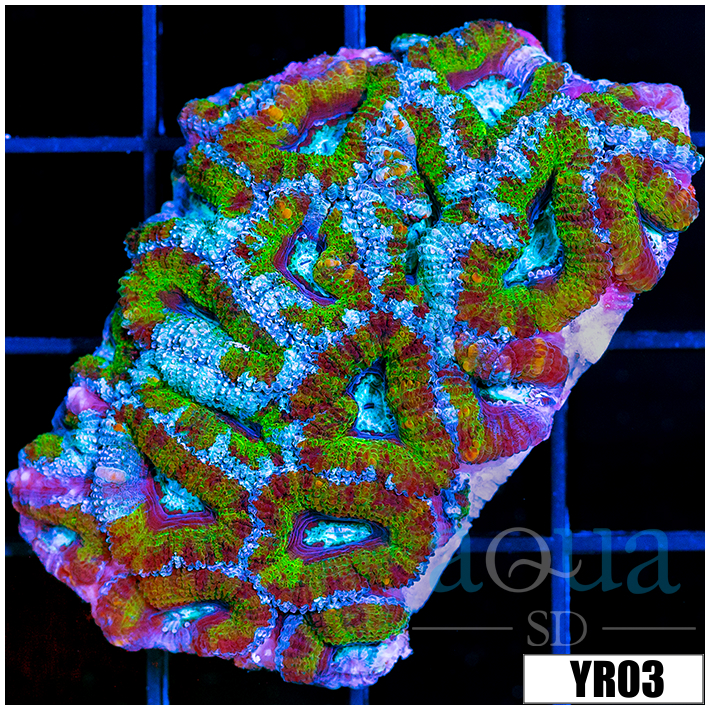 Frosted UFO Acan Lord Colony