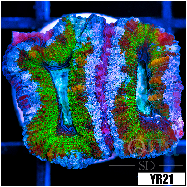 UFO Acan Lord