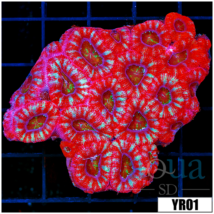 Peppermint Candy Acan Lord Colony