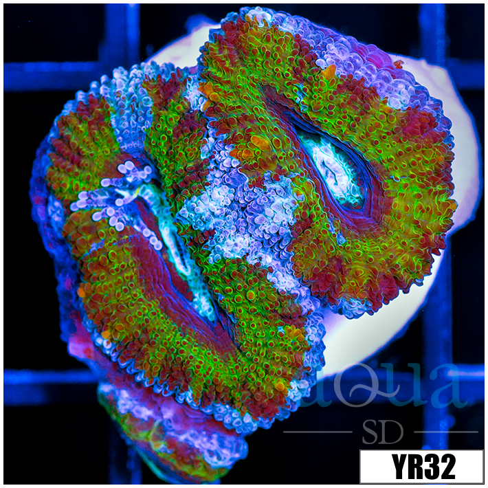 UFO Acan Lord