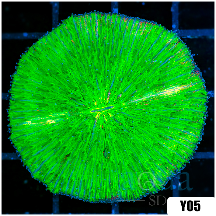 Nuclear Plate Coral