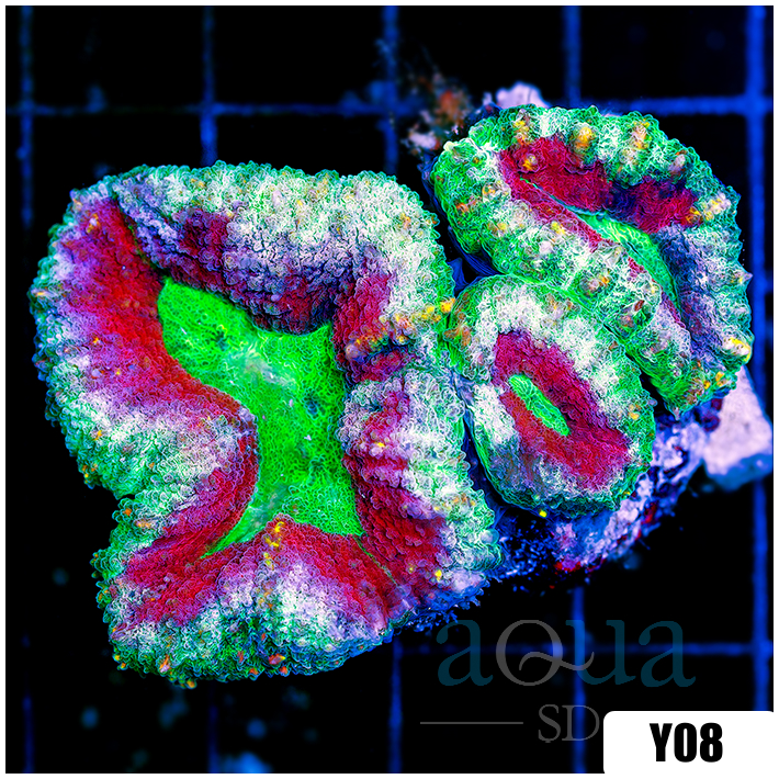 Christmas Lobophyllia