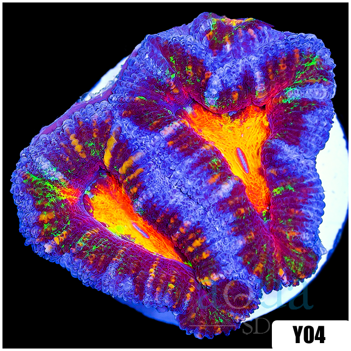 ASD Molten Rainbow Acan Lord