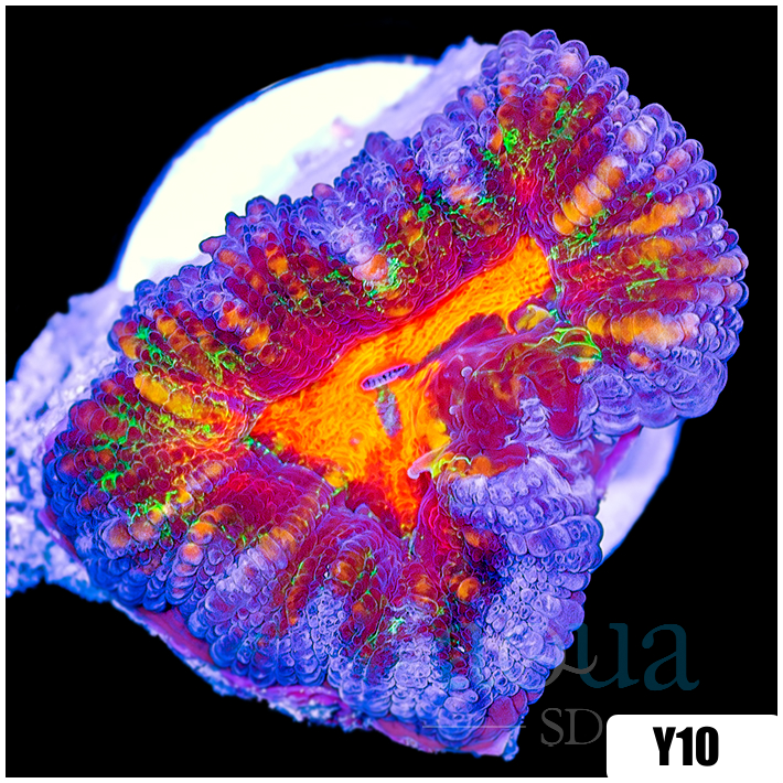 ASD Molten Rainbow Acan Lord
