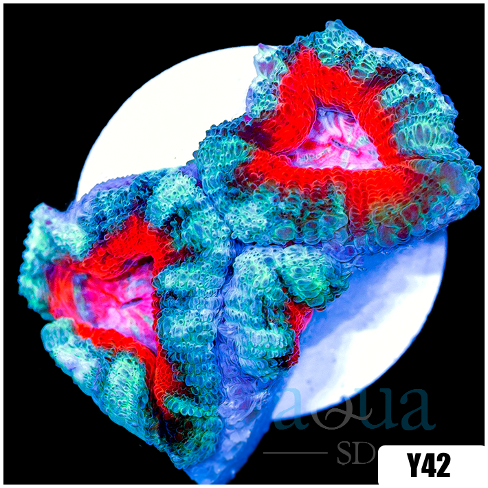 Teal Claw Acan Lord
