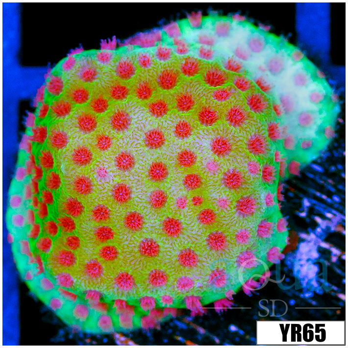 Strawberry Fields Montipora