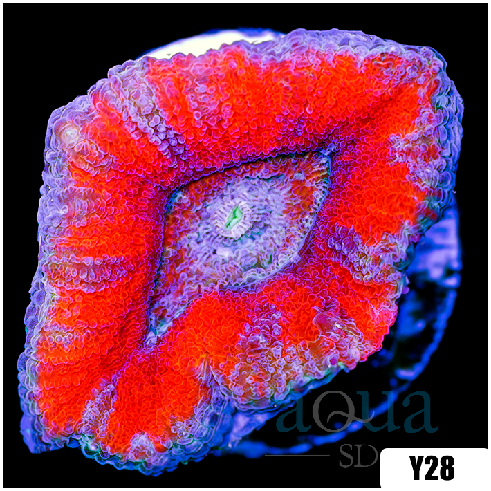 Peppermint Candy Acan Lord
