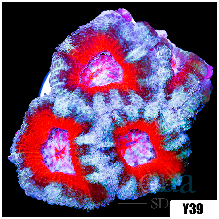 Teal Claw Acan Lord