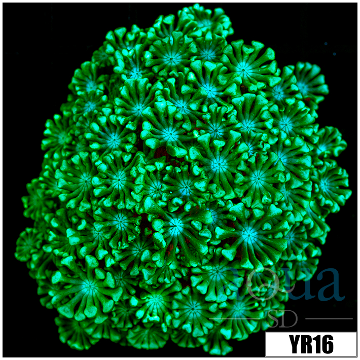 Aussie Green Petals Alveopora Colony
