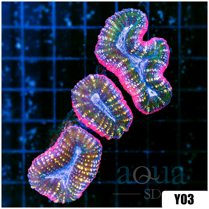 Bubblegum Rim Lobophyllia