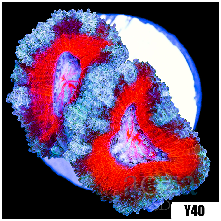 Teal Claw Acan Lord