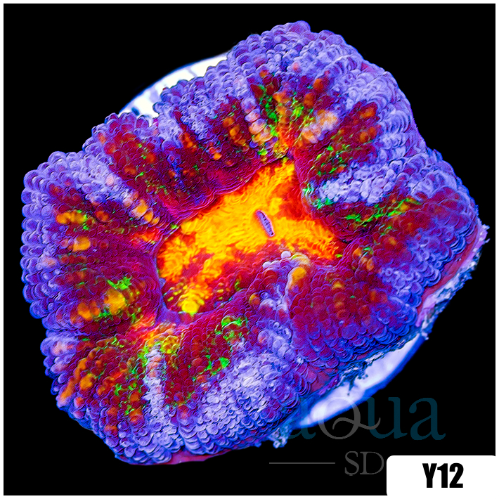 ASD Molten Rainbow Acan Lord