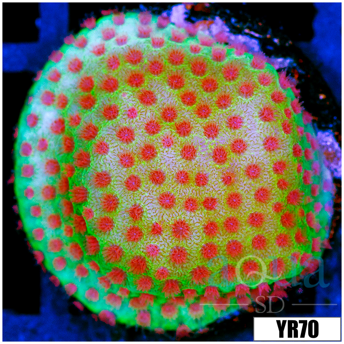 Strawberry Fields Montipora