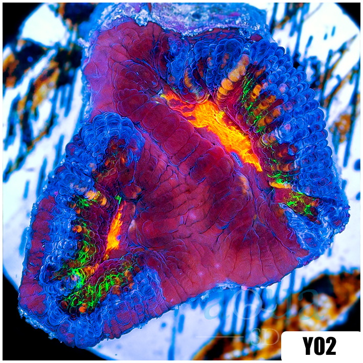 ASD Molten Rainbow Acan Lord
