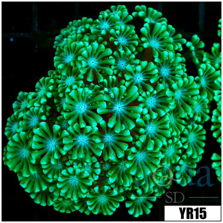 Aussie Green Petals Alveopora Colony