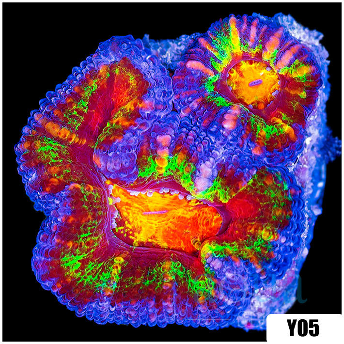 ASD Molten Rainbow Acan Lord