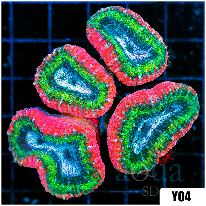 Bubblegum Rim Lobophyllia