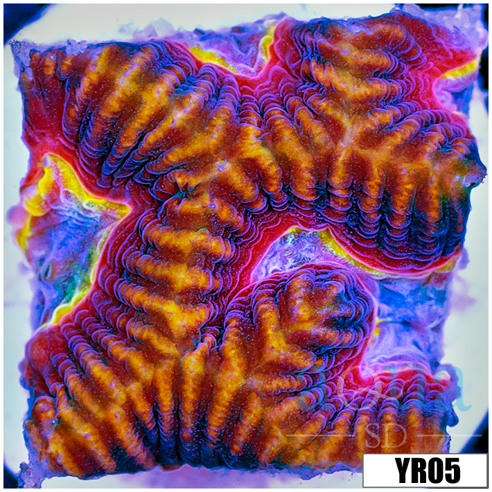 Centipede Platy Favia