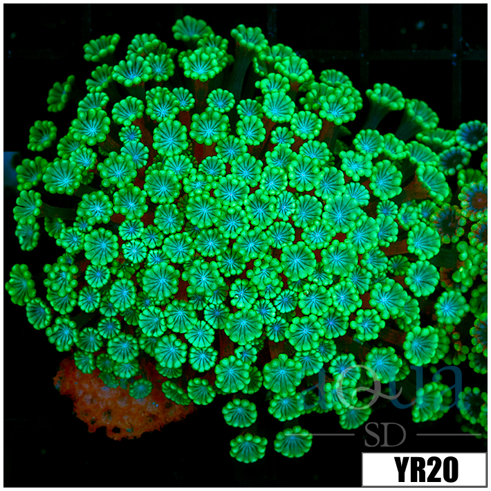 Aussie Green Petals Alveopora Colony