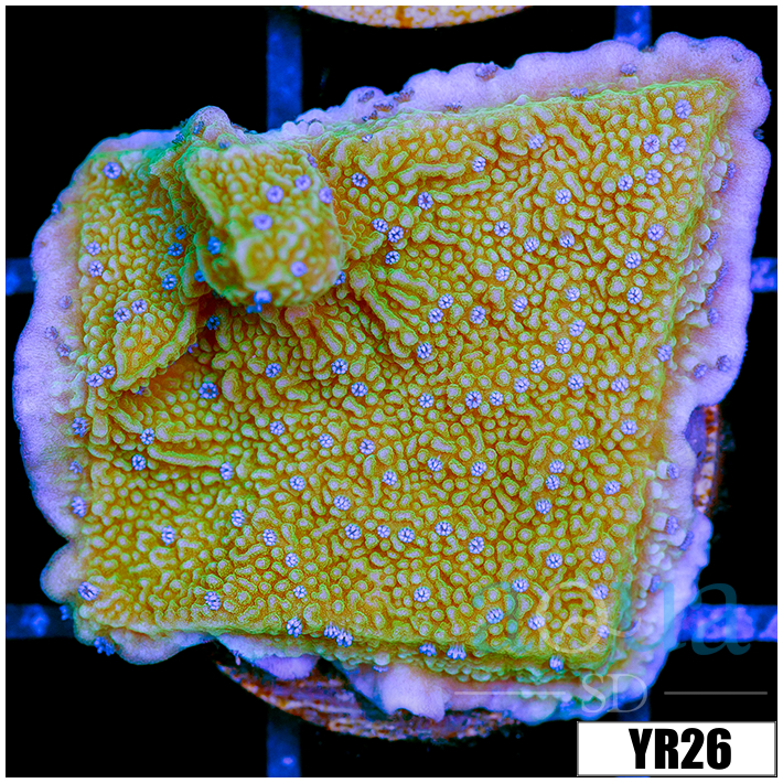 Blueberry Fields Montipora