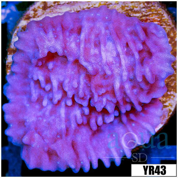 Purple Haze Montipora