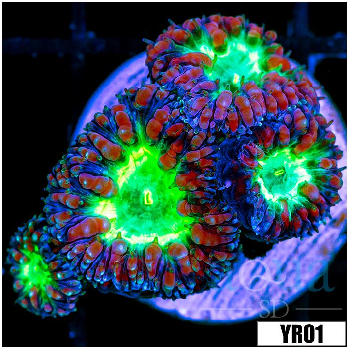 Aussie purple Rim Blasto Wellsi