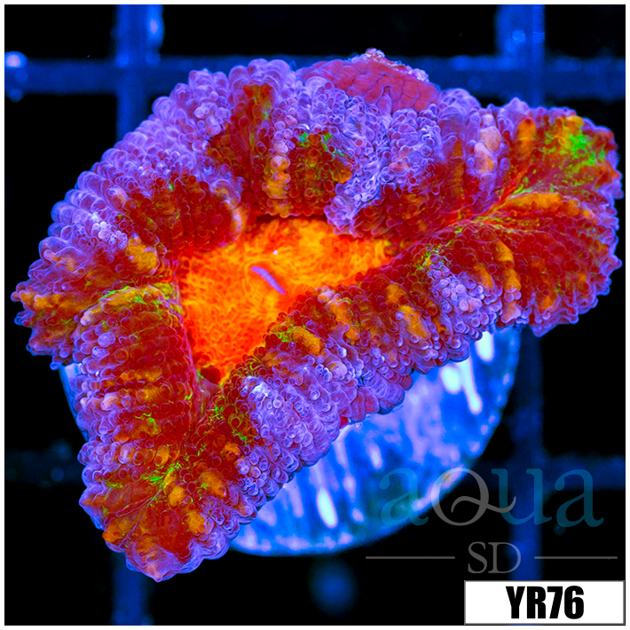 ASD Molten Rainbow Acan Lord